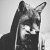 UrbanFox